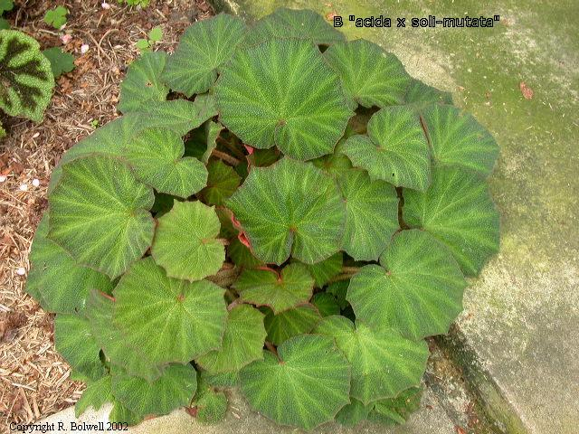 B. ‘(acida x solimutata)’